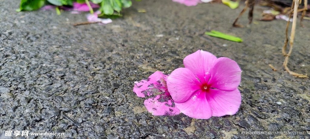 雨后落花