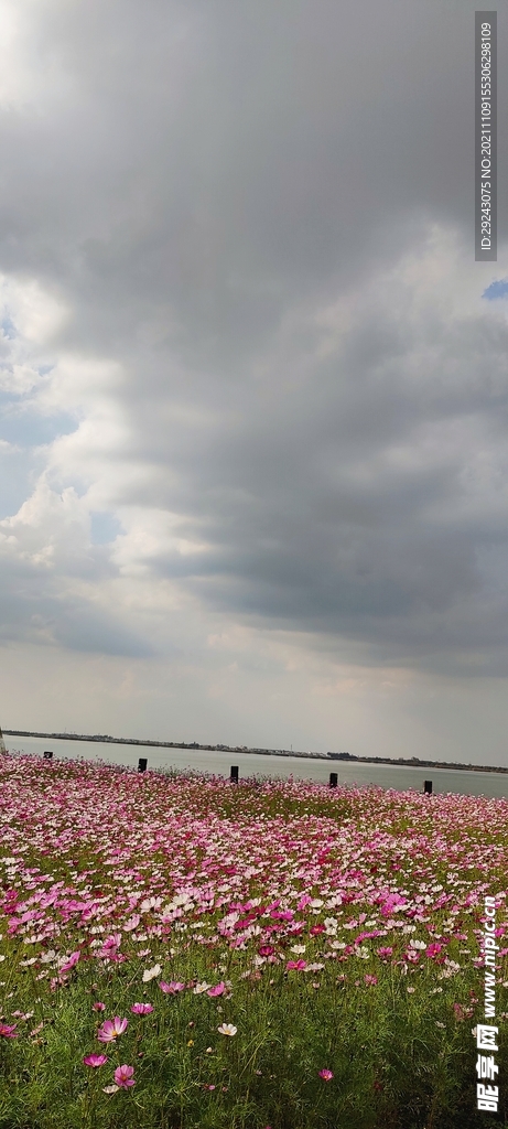 阴云下的花海