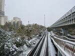 雪 路 树 雾 白色