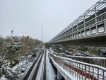 雪 路 树 雾 白色