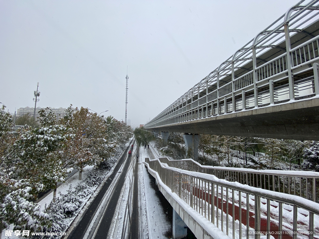 雪 路 树 雾 白色