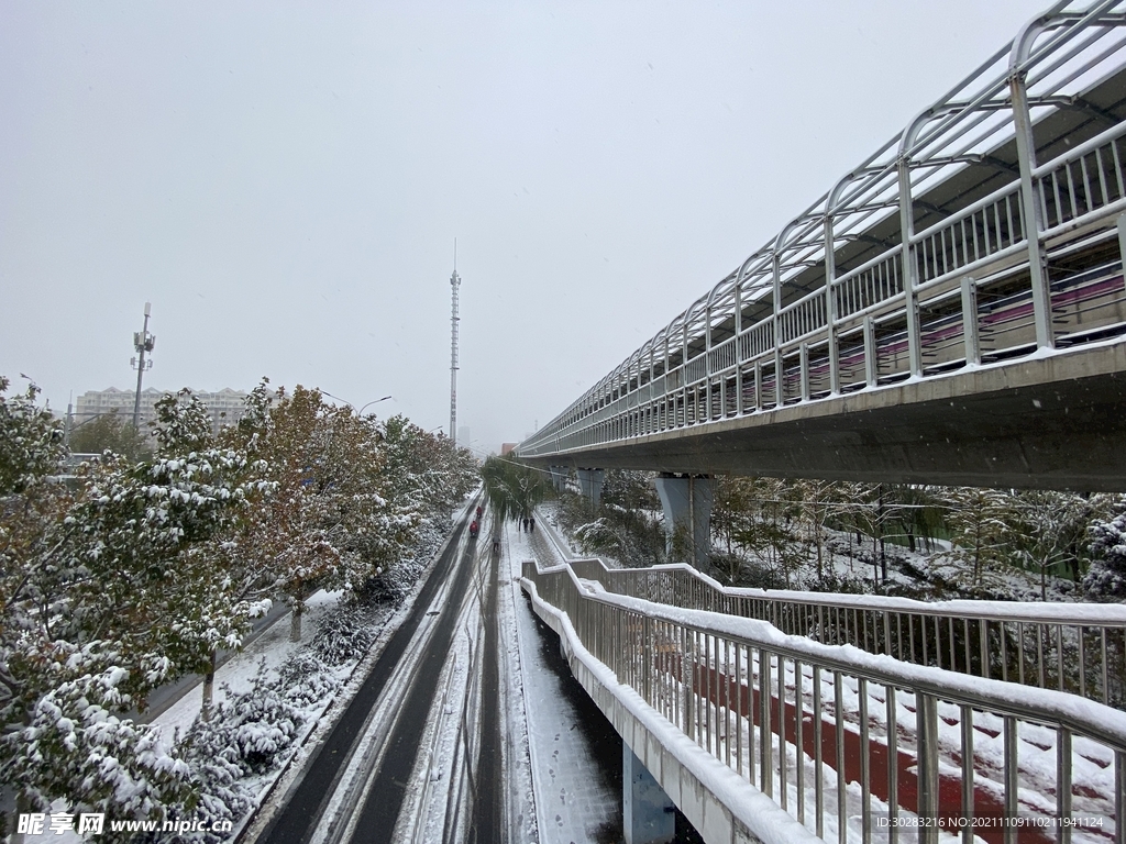 雪 路 树 雾 白色