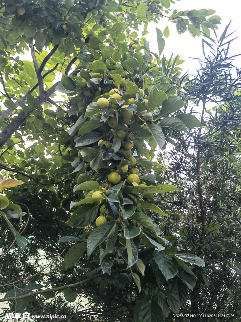 果树