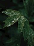 露水露珠