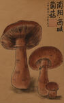 香菇