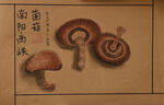 西峡菌菇