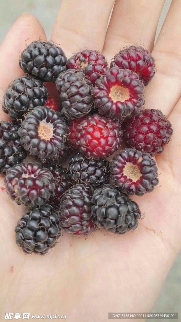 野味