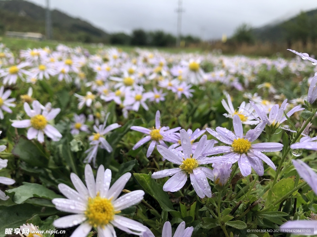 小邹菊