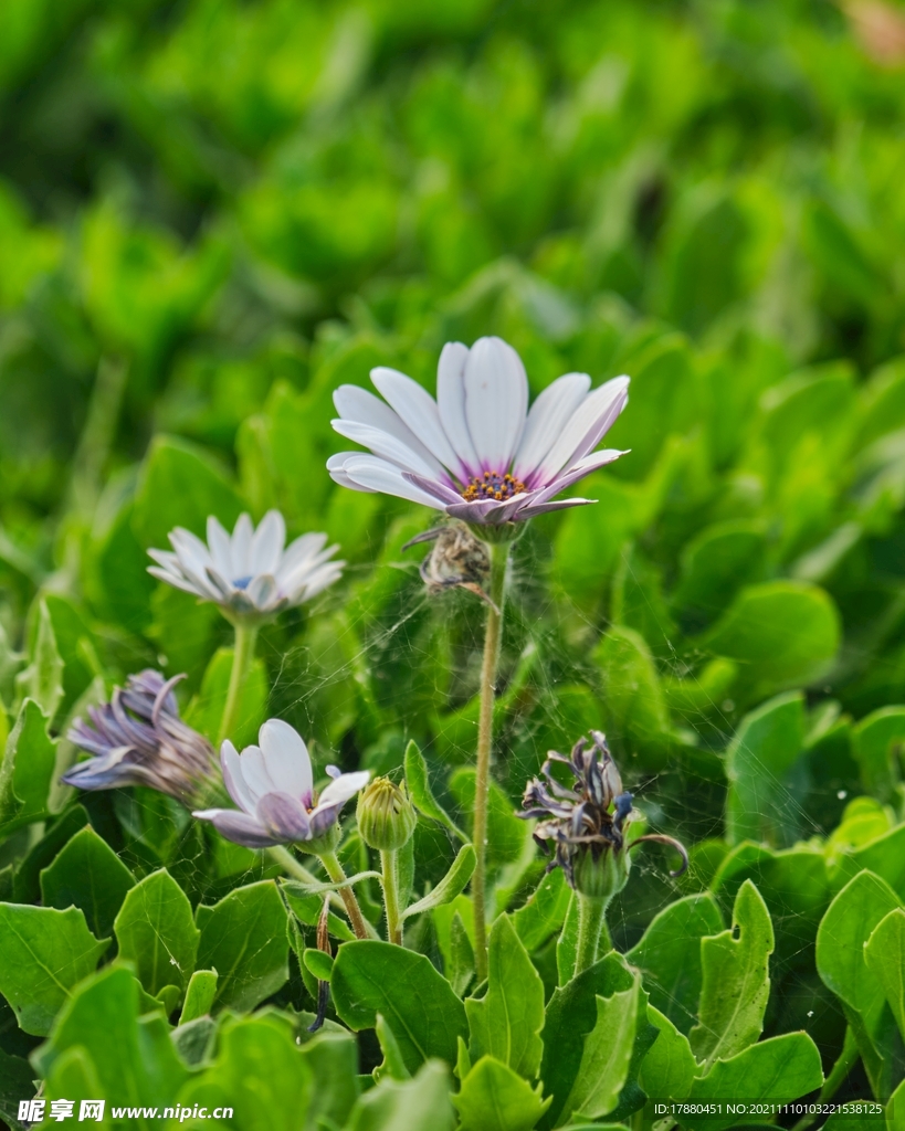 雏菊