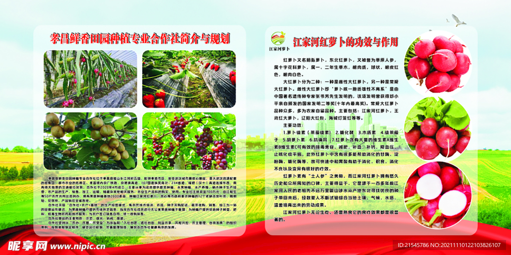 江家河萝卜