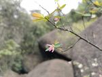 北江荛花