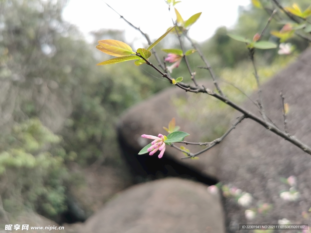 北江荛花