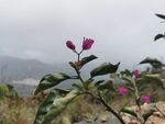 三角梅