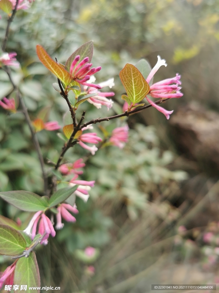 北江荛花