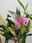 百合花