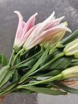 百合花 