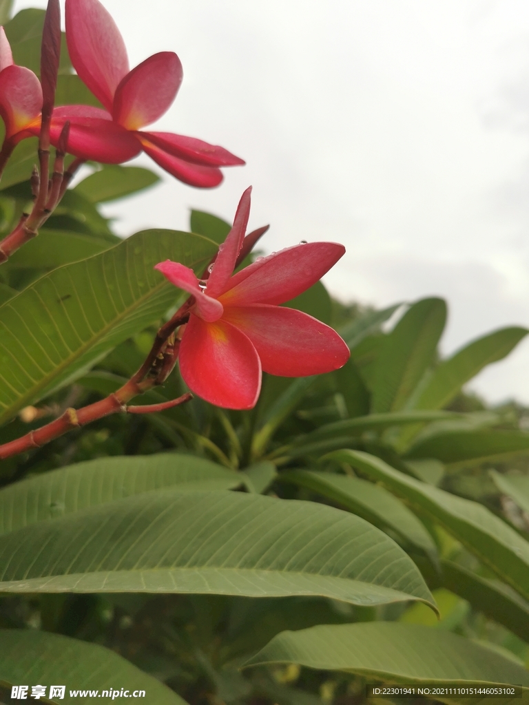 红鸡蛋花 