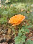月季花