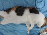 小猫