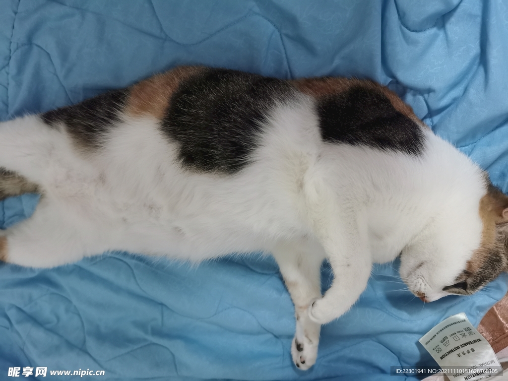 小猫