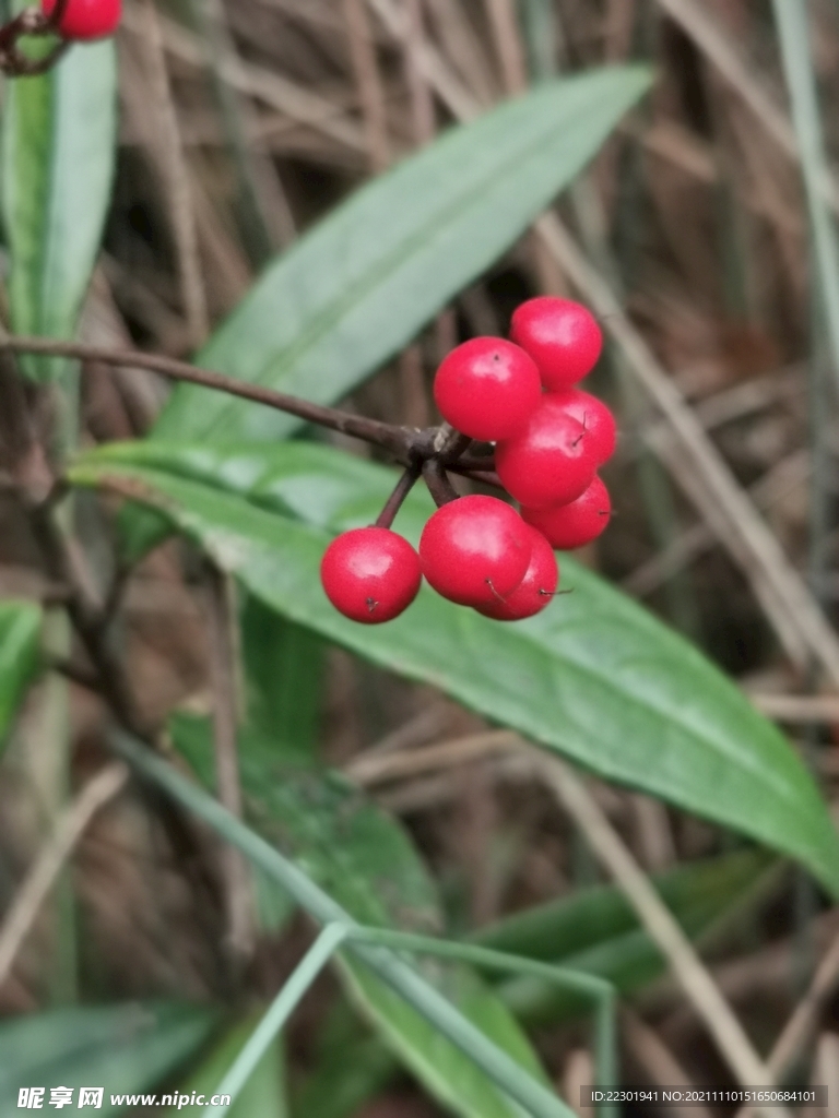 山血丹 