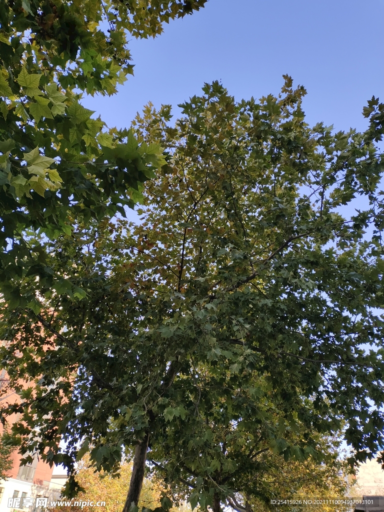 树