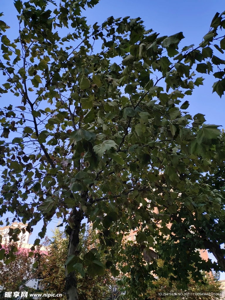 树