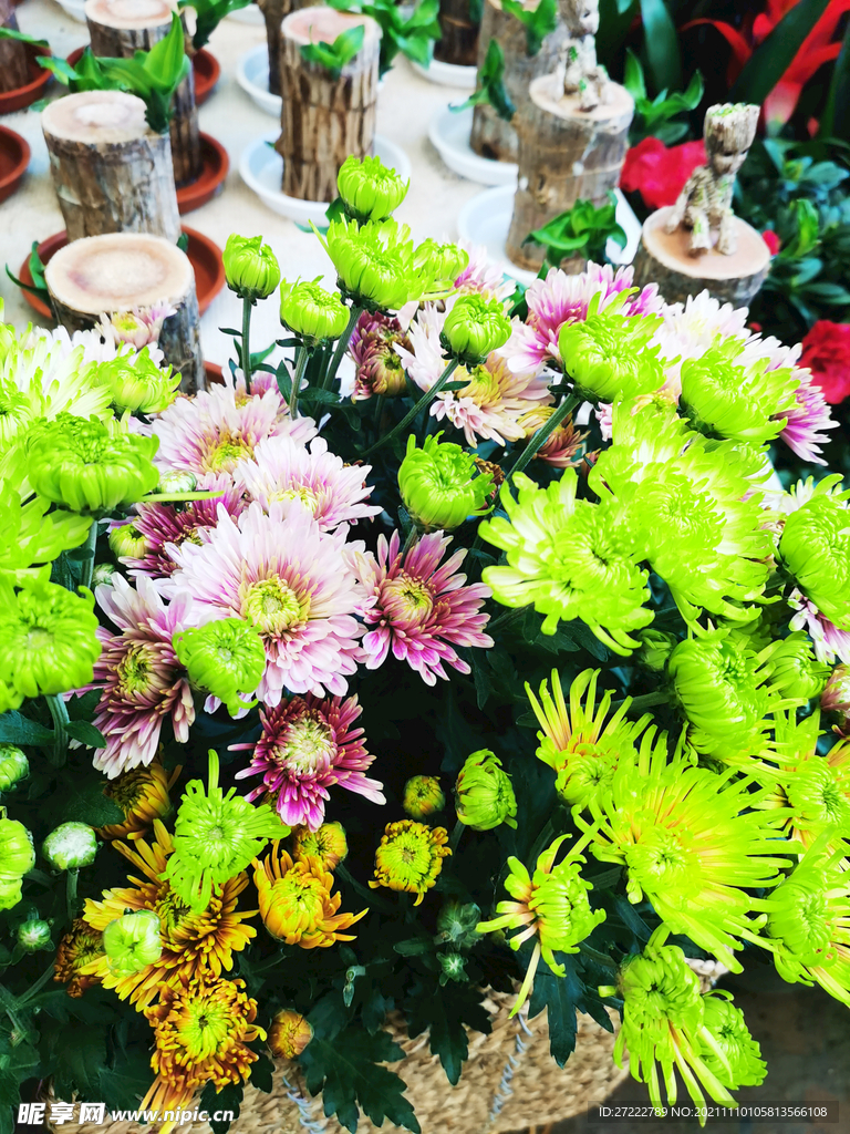 菊花