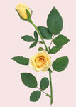 月季花