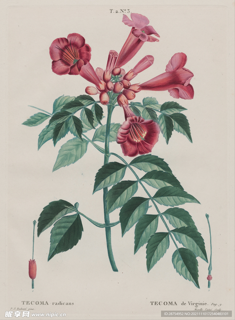 石榴花