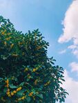 桂花