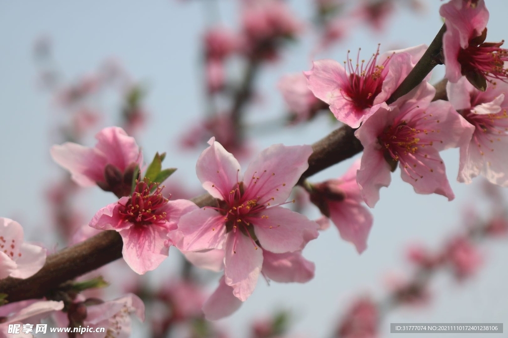 桃花