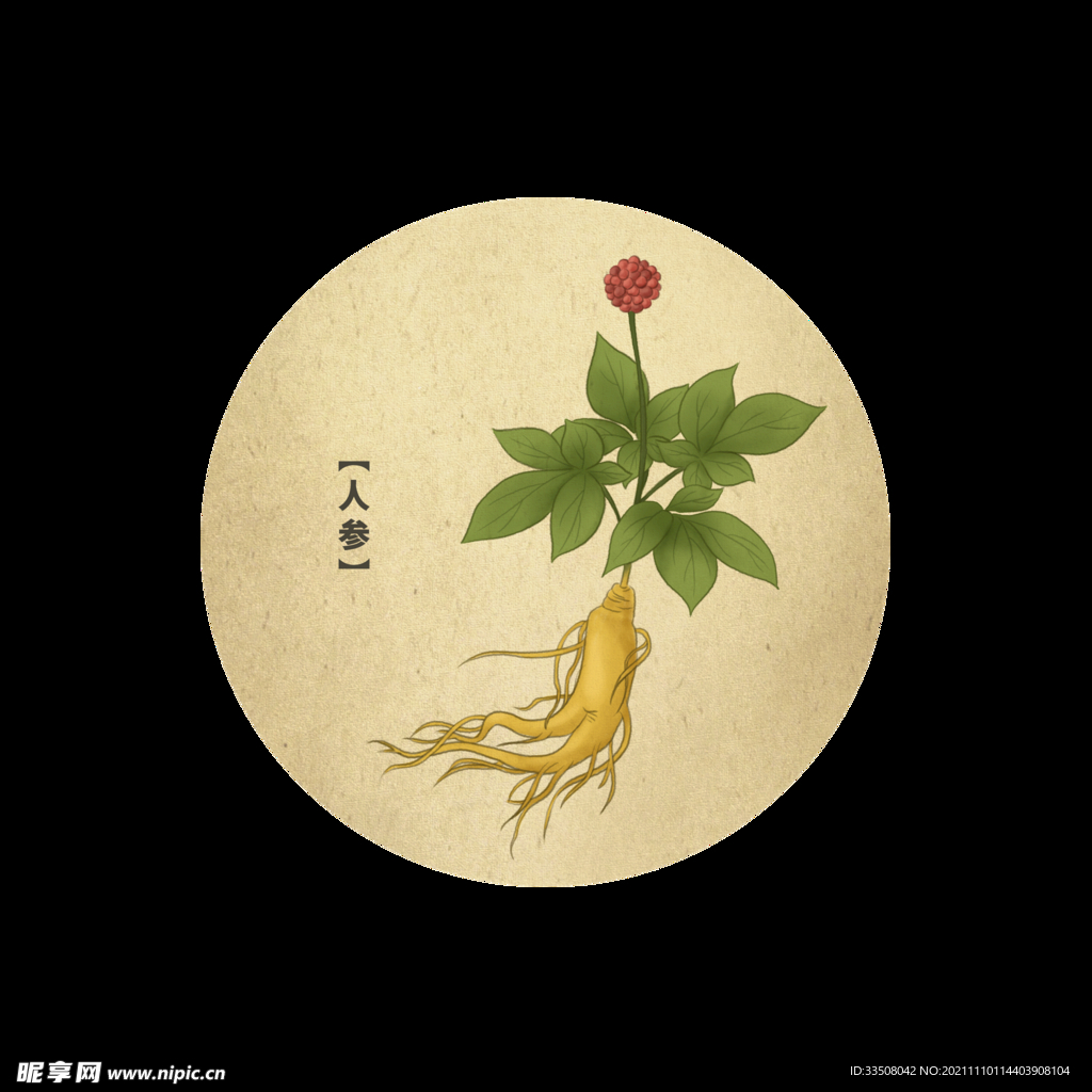 中草药植物-人参