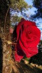 创意玫瑰花拍摄-昆明长虫山