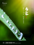 白露