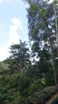 松树
