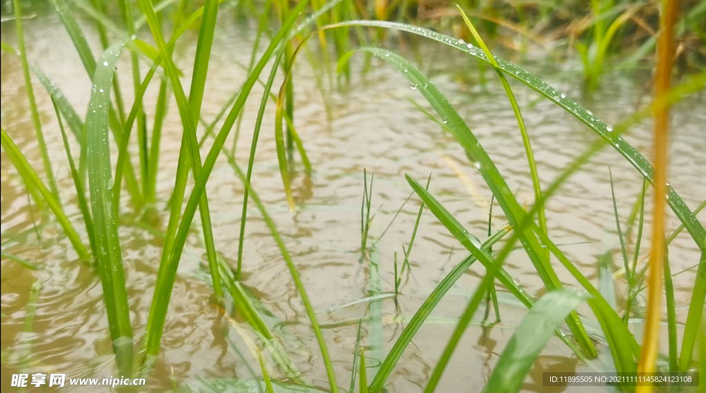 雨中植物