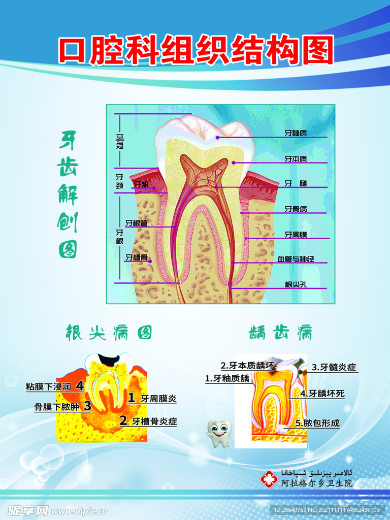 口腔科组织结构图
