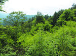 山 