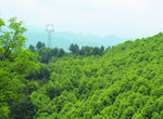 山 