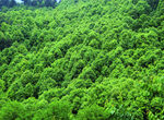 山 