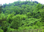 山    