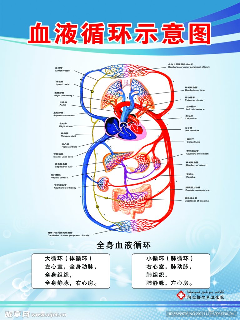 血液循环示意图