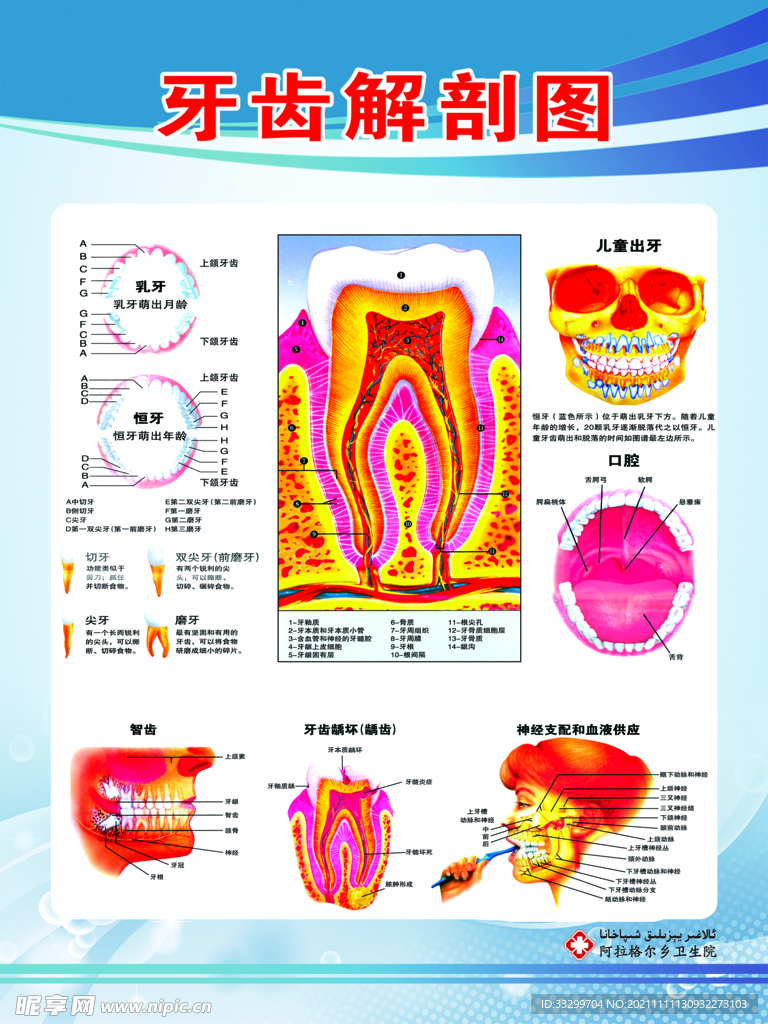 牙齿解刨图