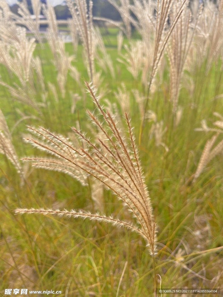 风景