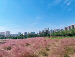风景