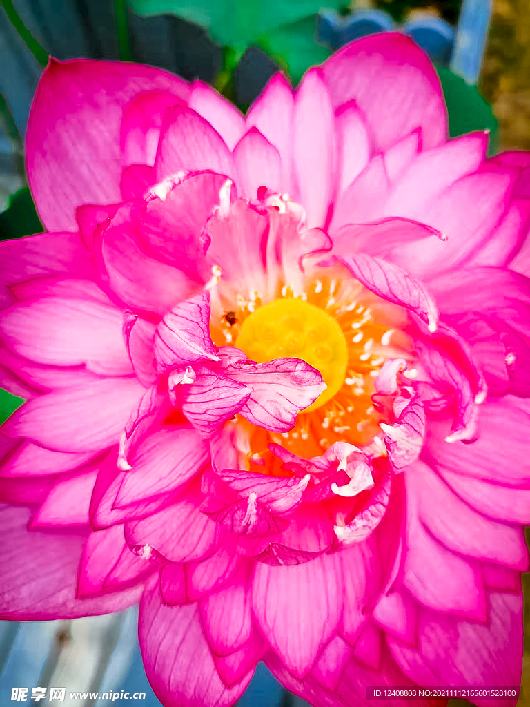 荷花