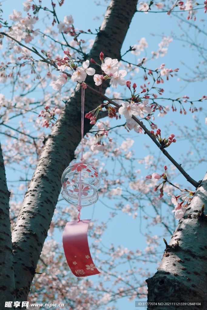 樱花树上的风铃