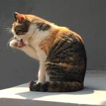 猫咪微笑