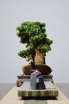 植物盆景